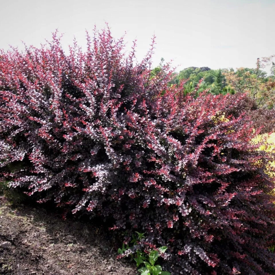 Барбарис тунберга Атропурпурея Нана v2 Lav 