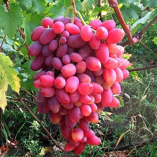 Виноград плодовый Юбилей Новочеркасска, розовый v5 Tim 