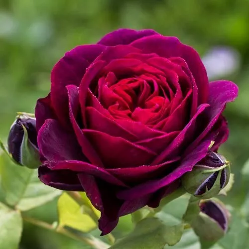 Роза шраб Графиня Фон Харденберг в коробке АФ 