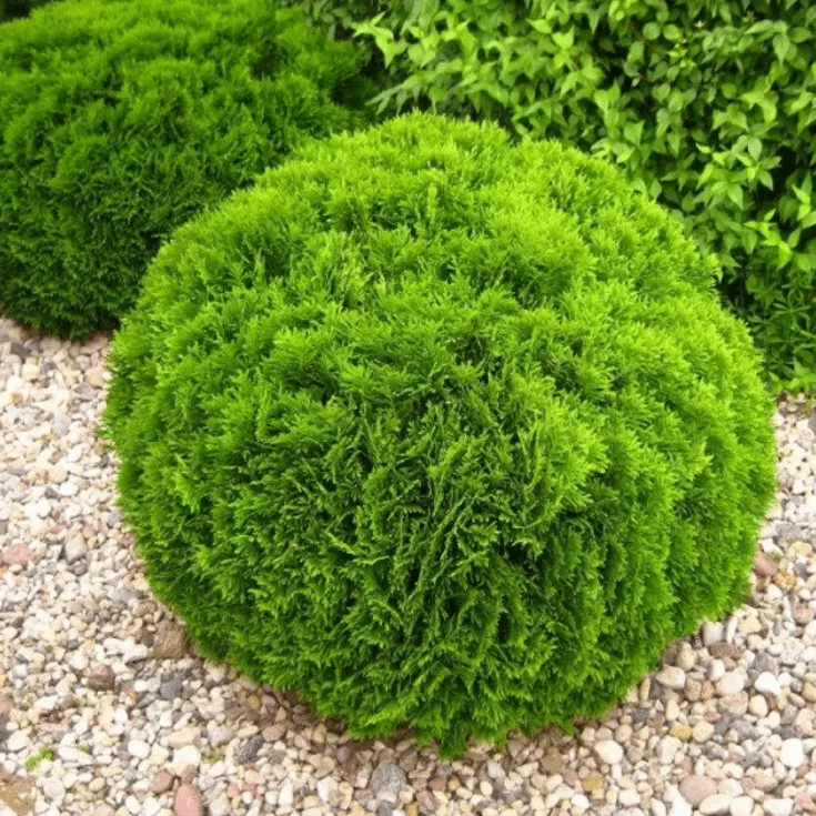 Туя западная Даника v5 Lav 