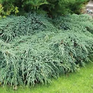Можжевельник чешуйчатый "Блю Карпет" 40-60см с7,5 