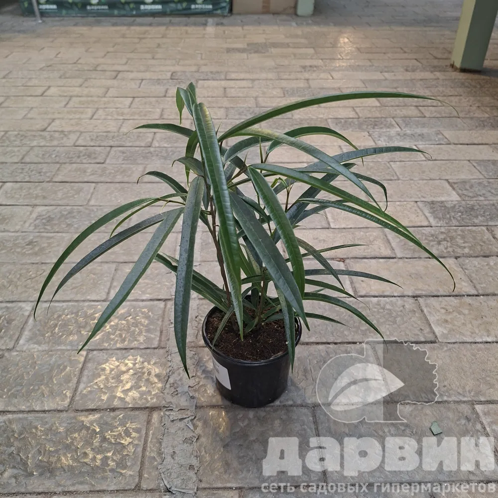 Фикус биннендийка Али d12 ХР 