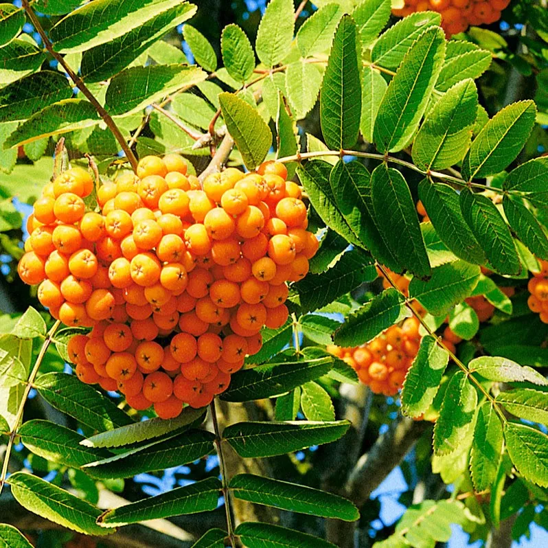 Рябина Солнечная v7 100-140 Tim 