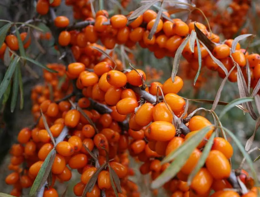 Облепиха Превосходная c3 h20-40 ЦО 