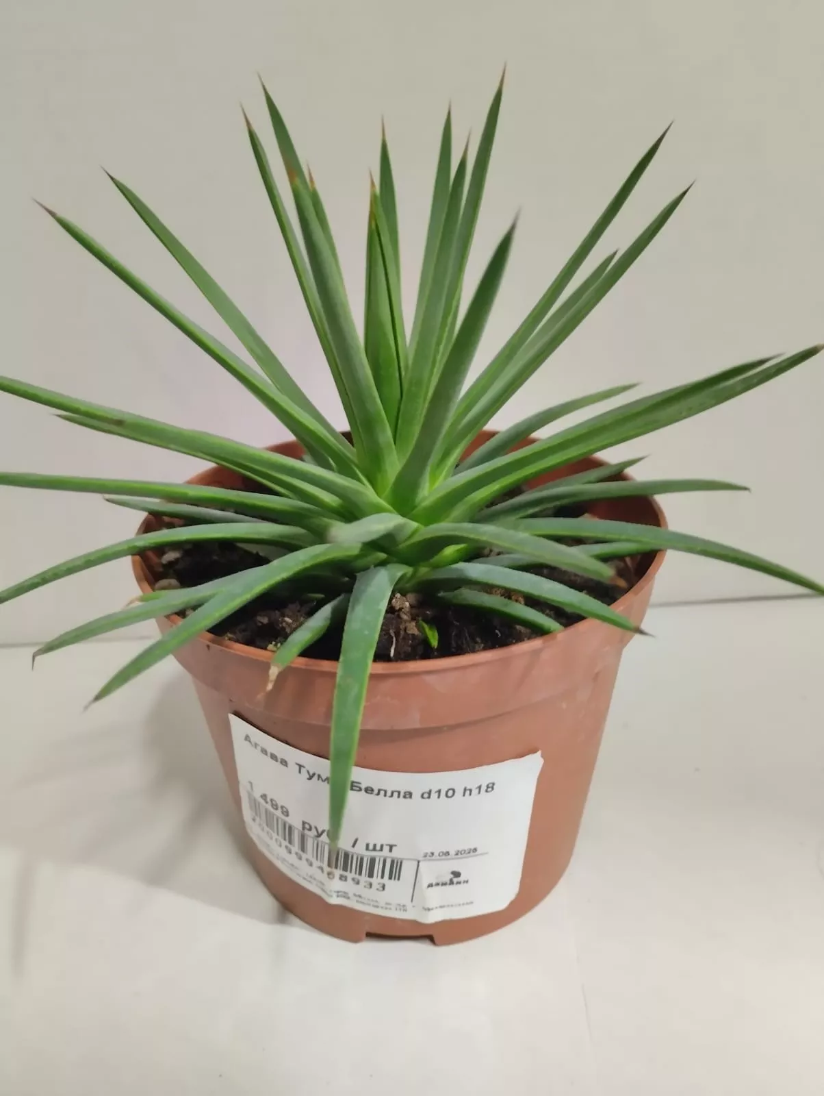 Агава Туми Белла d10 h18 