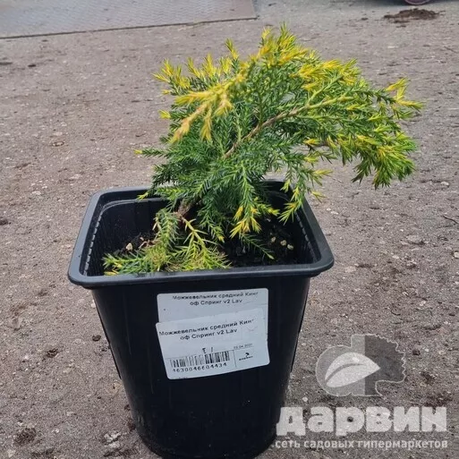 Можжевельник средний Кинг оф Спринг v2 Lav 
