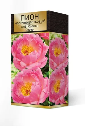 Пион гибридный Софт Салмон Сосер 2-3. 1шт Поиск 