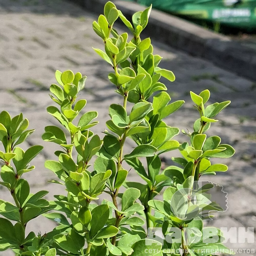 Барбарис тунберга Эректа v5 Lav 