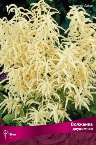 Волжанка двудомная I 1шт Поиск 
