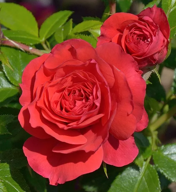 Роза флорибунда Черри Герл штамб v11 90см Dem 