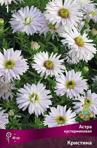 Астра кустарниковая Кристина I 1шт Поиск 