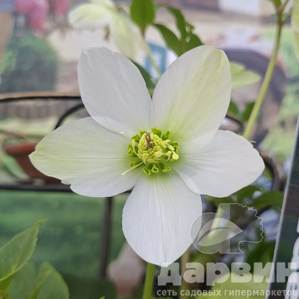 Морозник в ассортименте v5 BIX 