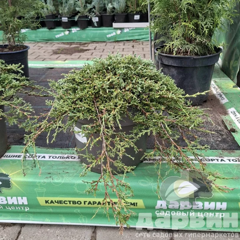 Можжевельник горизонтальный Айси Блю v7,5 30-40 Tw 