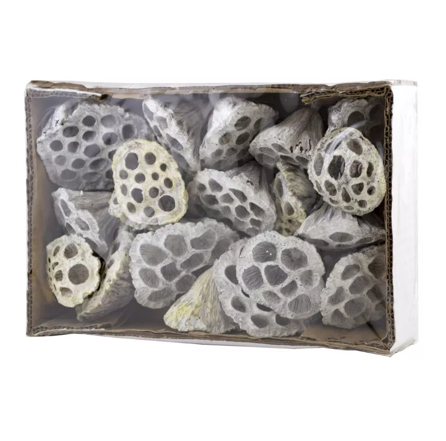 Сухоцветы Лотос набор 18шт 4-10см, белый по цене 