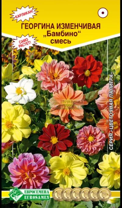 Семена Георгина Изменчивая бамбино, смесь 0,1 гр Евросемена 