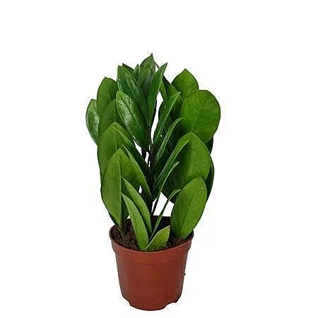 Замиокулькас Пирамида d12 h35 