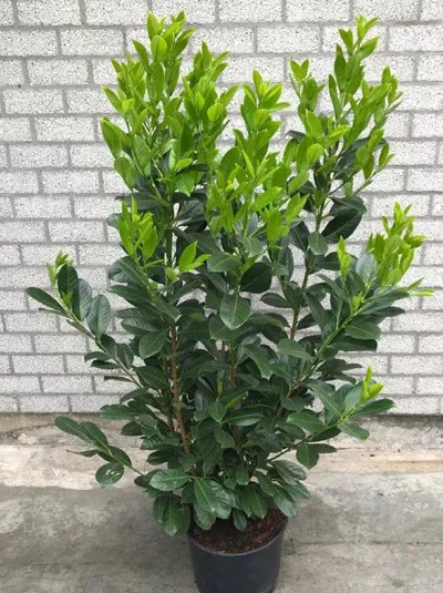 Лавровишня Ротундифолиа v2 Lav 