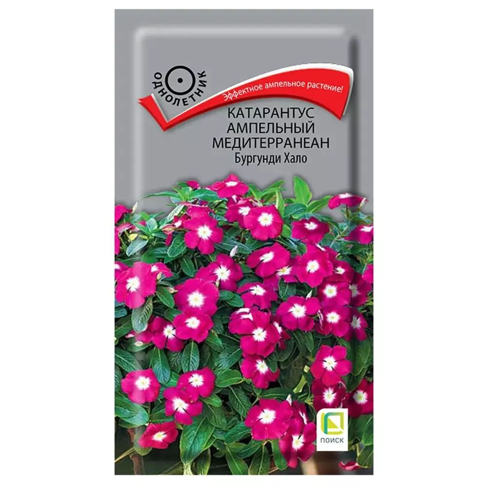 Семена Катарантус ампельный Медитерранеан Бургунди Хало 10 шт  Поиск 