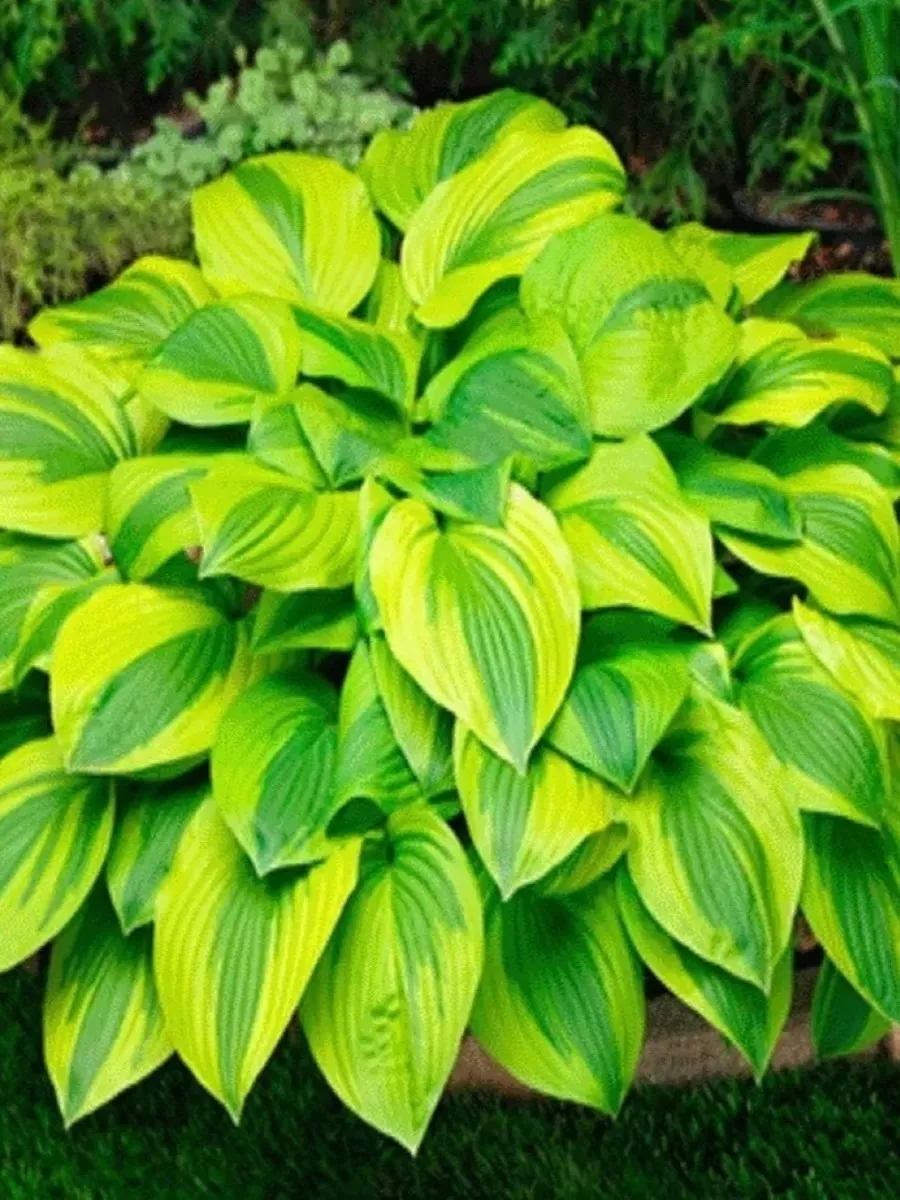 Корневище Хоста гибридная Велвет Мун 1 шт Поиск 