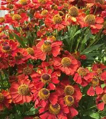 Гелениум осенний Рубинцверг, С2 ЦО 