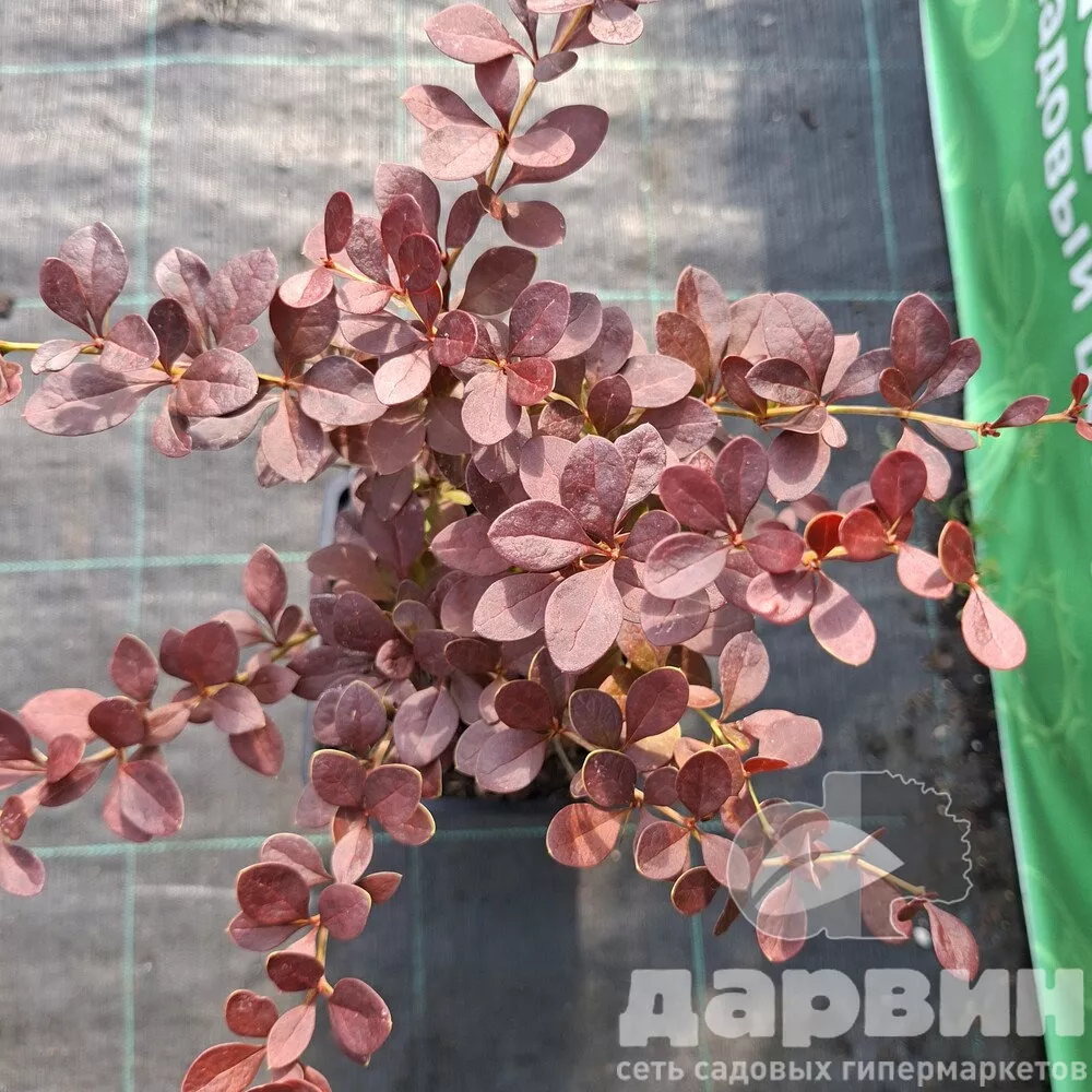 Барбарис тунберга Ред Диджей v2 Lav 