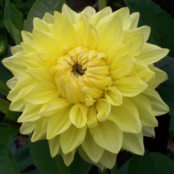 Клубень Георгина Санни Глоу, 1шт/уп 