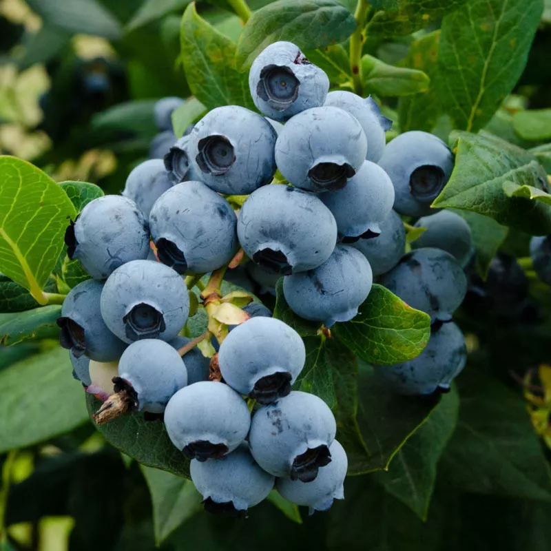 Голубика садовая Дюк P9 