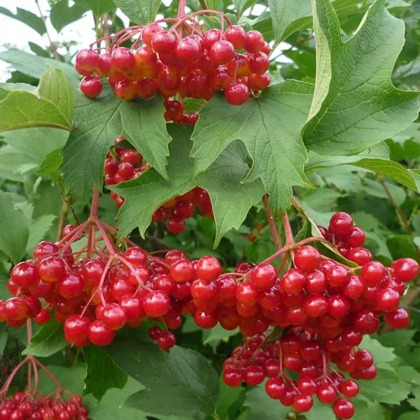 Калина обыкновенная Желобовская v3 30-40 