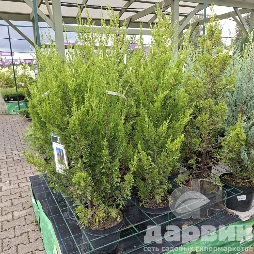 Можжевельник китайский Спартан C7,5/10 80-100 Bor по цене  Можжевельник китайский Спартан C7,5/10 80-100 Bor