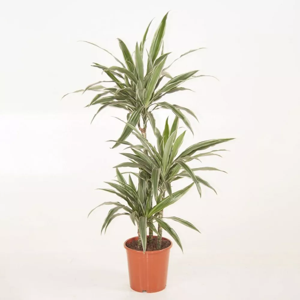 Драцена Варнески 3ст d21 h90 