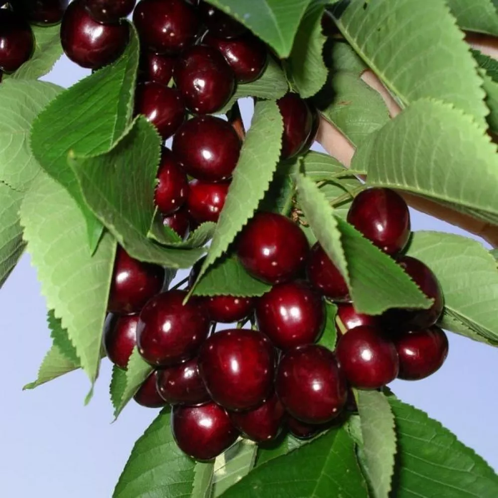 Черешня Мичуринка поздн v10 140-160 ЦО 