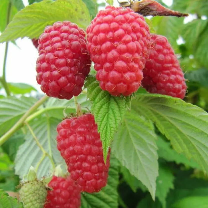 Малина крупноплодная Гусар красн v2 Tim по цене  Малина крупноплодная Гусар красн v2 Tim