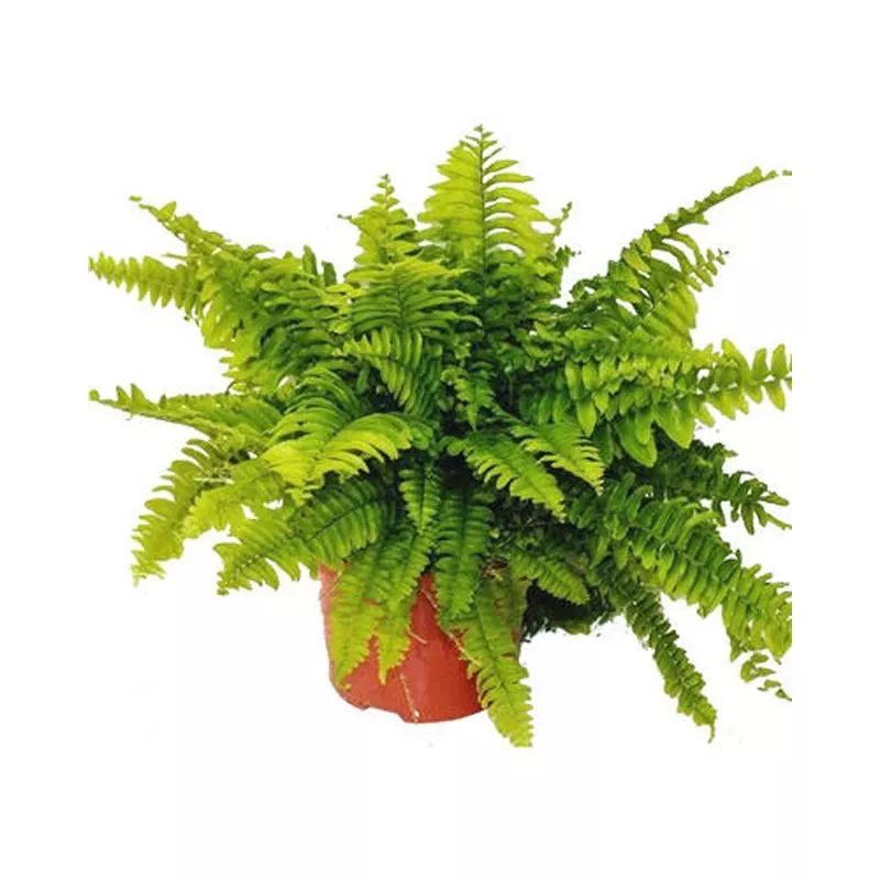 Нефролепис Бостон Блю Белл d12 h40 