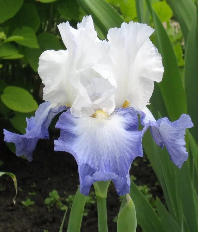 Ирис Ализес Tim 