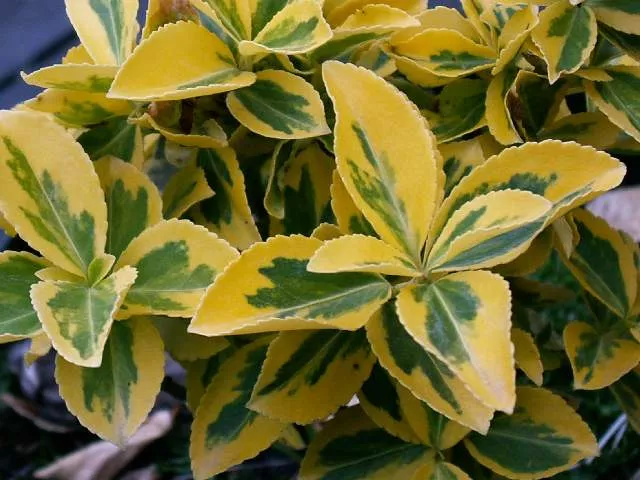 Бересклет форчуна Хортс Блазе v2 Lav 