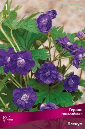 Кореневище Герань гималайская Пленум 1шт Поиск 