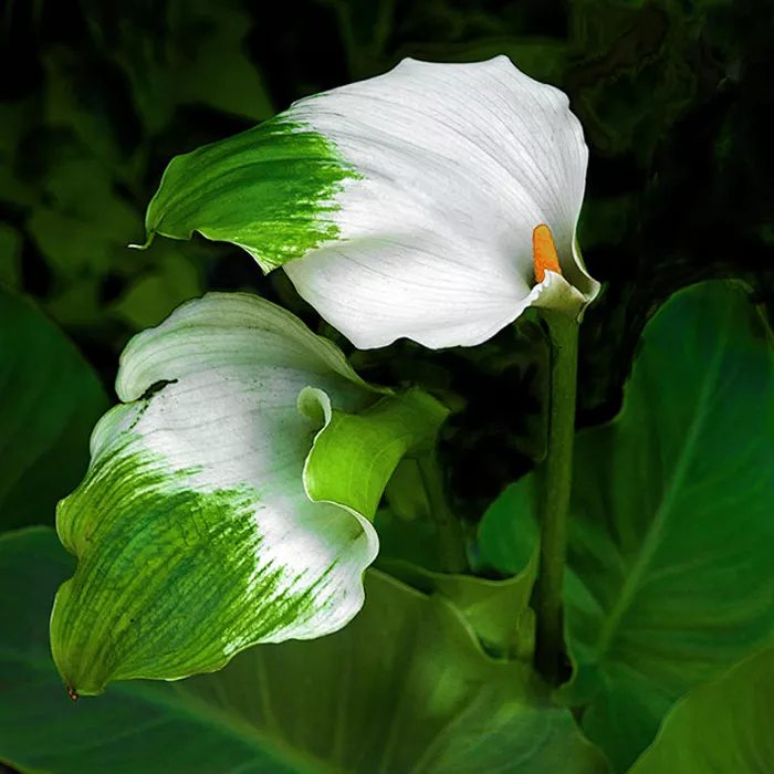 Корневище Калла Эфиопика Грин Годдесс, 1шт/уп 