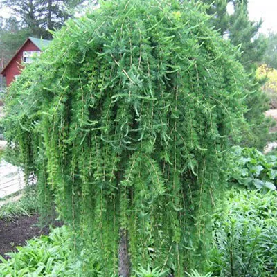 Растение лиственница кемпфера Вехлен с2/20-25 Lt 