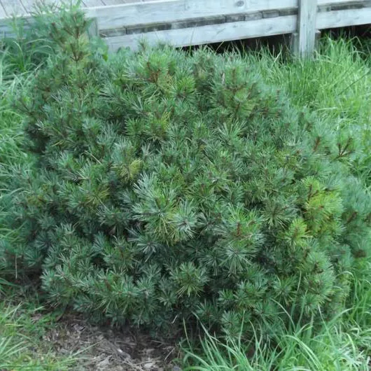 Сосна веймутова Крюгерс лиллипут v7,5 30-40 