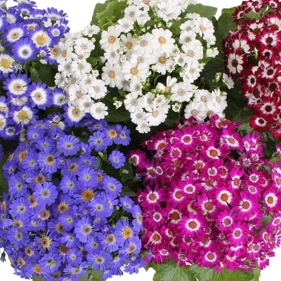 Цинерария в ассортименте d12 