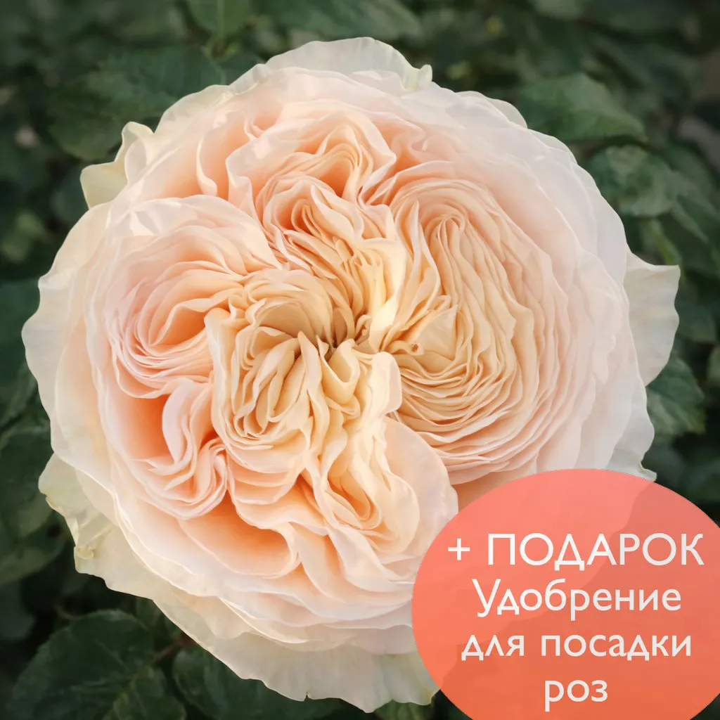 Роза чайно гибридная Парадиз Бич в коробке Биосфера 