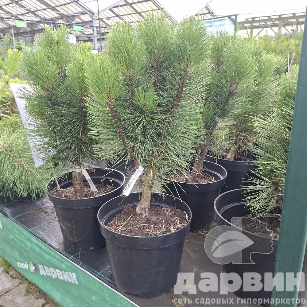 Сосна черная Ронделло 40-50 cm Mt 