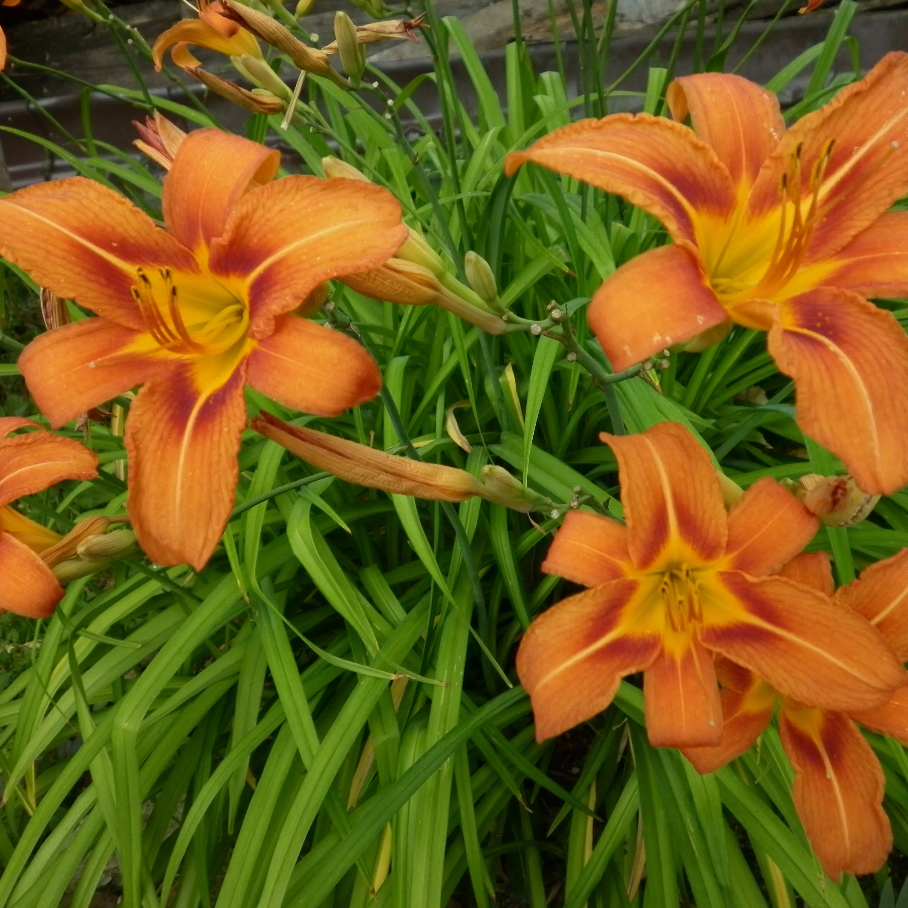 Лилейник в асс. с2 ЕГ 