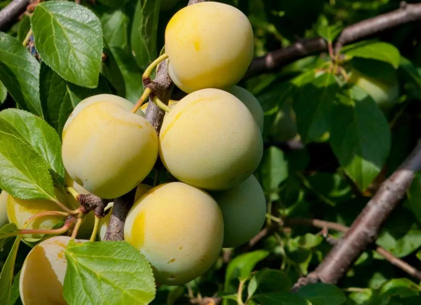 Слива Ренклод колхозный h100-140 ЦО 