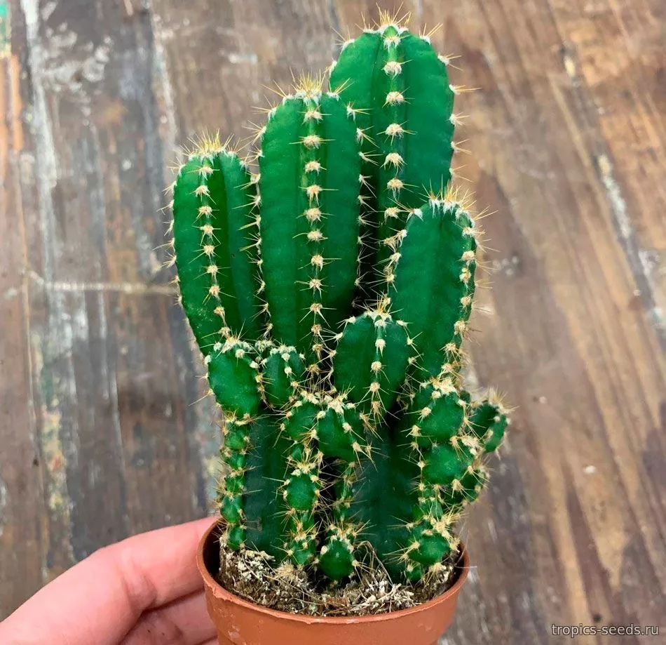 Цереус Перувианус d10 h35 
