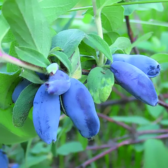 Жимолость Сувенир v5 ХР 