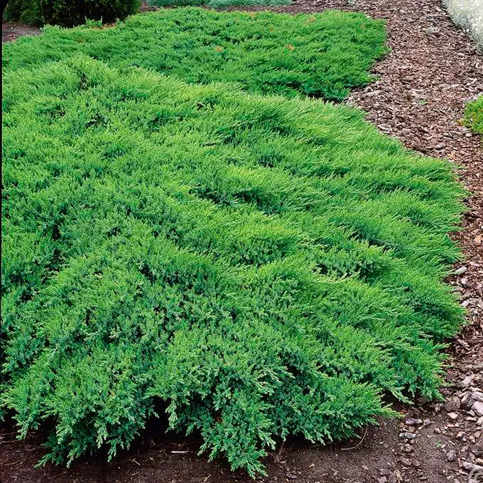 Можжевельник казацкий Rockery Gem С3-5 Tim 