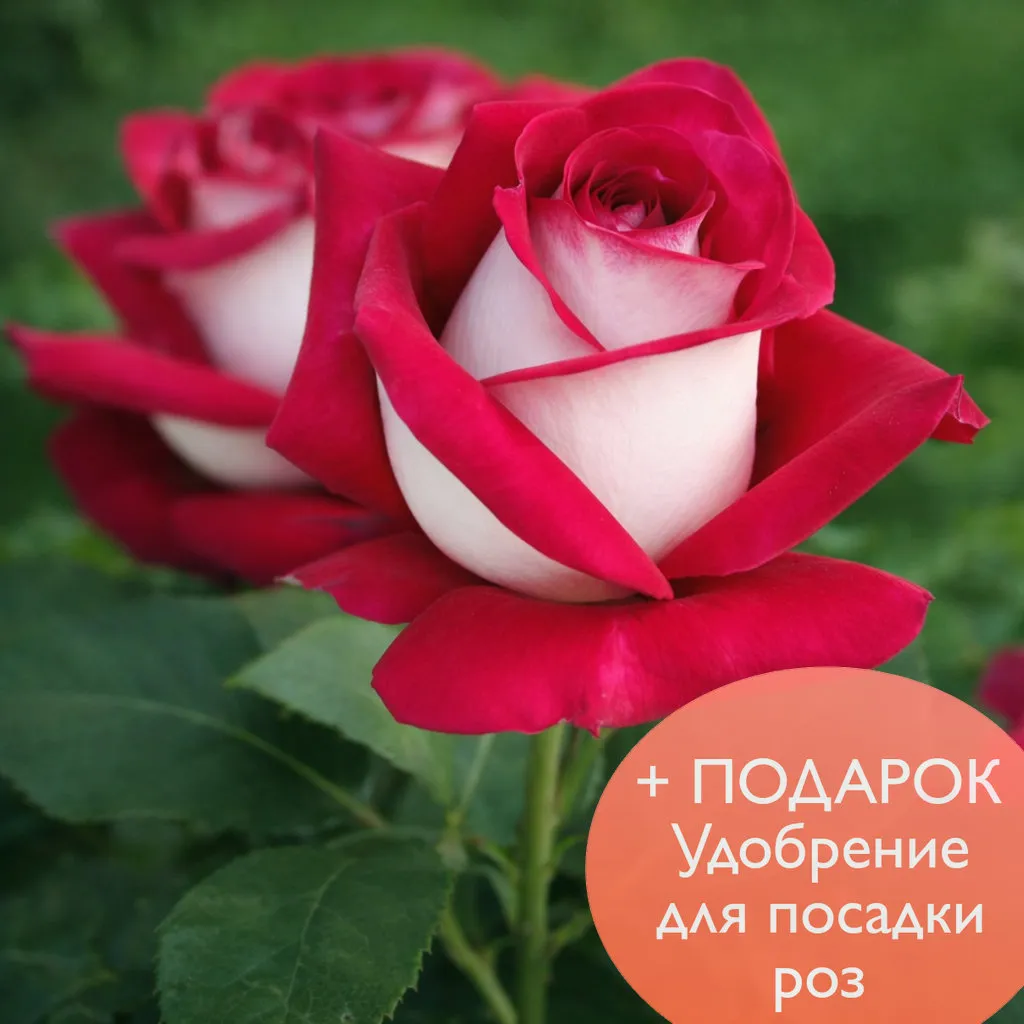 Роза чайно гибридная Моника Беллуччи в коробке Биосфера + подарок