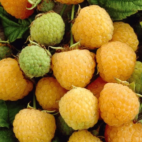 Малина Утренняя Роса  желт. V5 Tim 