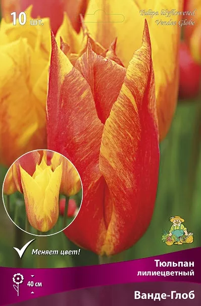 Луковица тюльпан лилиецветный Ванде-Глоб 11/12 желтый 10шт Поиск 